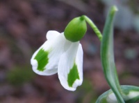 Galanthus 'Tilly'